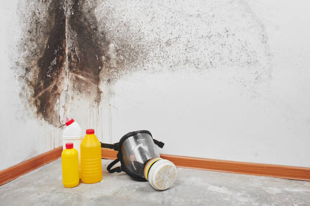 Why You Should Choose Our Mold Remediation Services in Mead Valley, CA